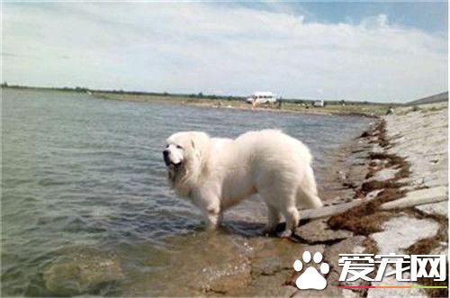 大白熊犬活多少年 平均壽命一般在12到15歲