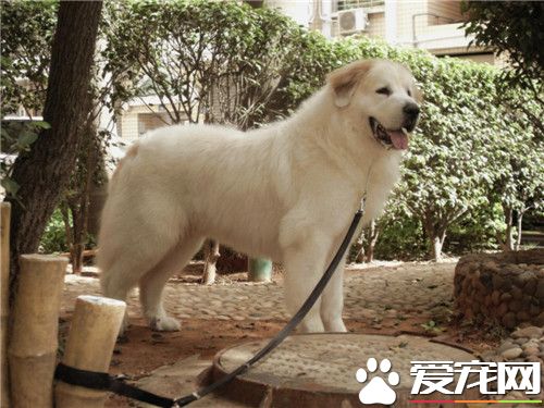 大白熊犬好養麼 大白熊不好養不是很能吃