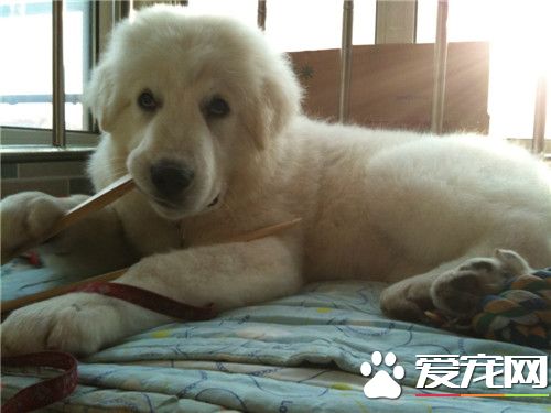 大白熊犬活多少年 平均壽命一般在12到15歲
