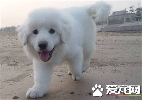 大白熊犬好養麼 大白熊不好養不是很能吃