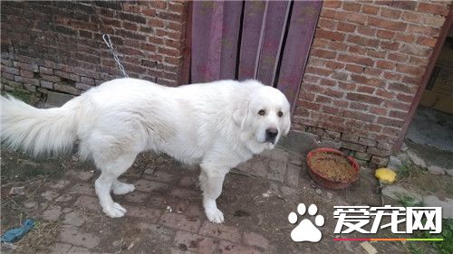 大白熊犬好養麼 大白熊不好養不是很能吃