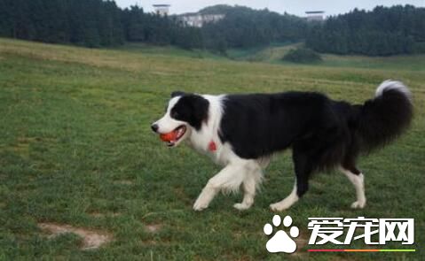 邊境牧羊犬好嗎 邊境牧羊犬的性格特點