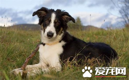邊境牧羊犬好嗎 邊境牧羊犬的性格特點