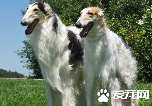 蘇俄獵狼哪個好 蘇俄獵狼犬的外型特征挑選