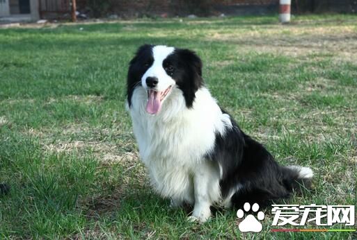 邊境牧羊犬好嗎 邊境牧羊犬的性格特點