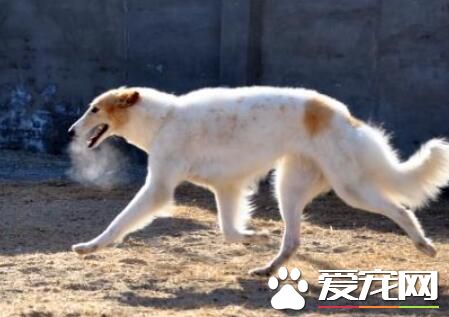 蘇俄獵狼哪個好 蘇俄獵狼犬的外型特征挑選