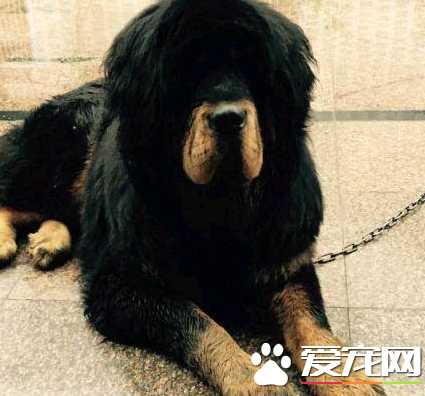 藏獒的認識 藏獒產於我國西藏和青海
