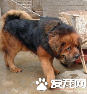 藏獒的認識 藏獒產於我國西藏和青海