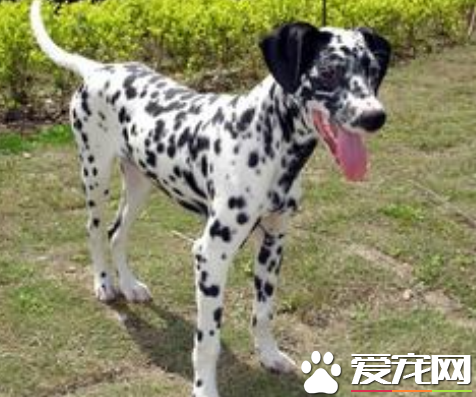 大麥町犬能長多大 理想的肩高約為19到23英寸