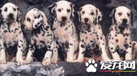 大麥町犬飼養 飼養大麥町犬絕對不能做的事