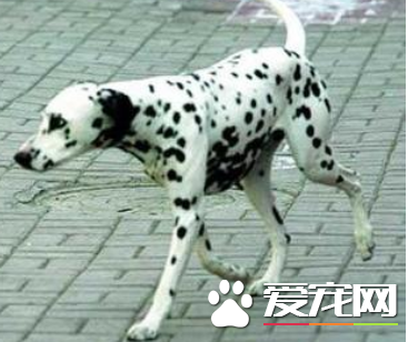 大麥町犬厲害嗎 被公認為最優雅的品種之一