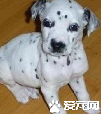 大麥町犬飼養 飼養大麥町犬絕對不能做的事