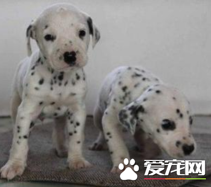 大麥町犬特征 身軀有清晰可見的黑色斑點