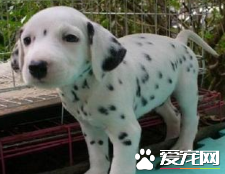 大麥町犬特征 身軀有清晰可見的黑色斑點
