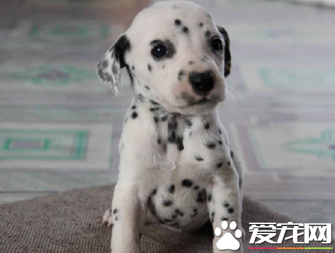 大麥町犬看家嗎 大麥町看家是需要訓練的