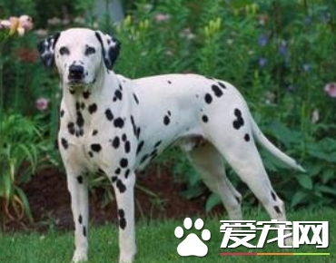 大麥町犬看家嗎 大麥町看家是需要訓練的