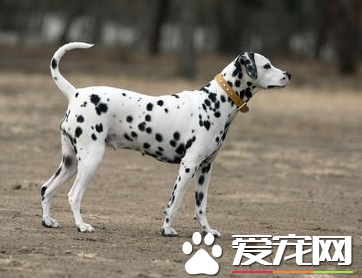 大麥町犬好不好 大麥町犬的介紹以及性格