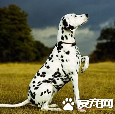 大麥町犬好不好 大麥町犬的介紹以及性格