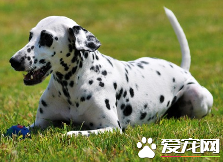 大麥町犬多重 大麥町犬體重約25公斤左右