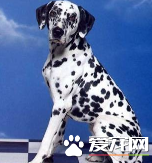 大麥町犬掉毛嗎 大麥町犬是會掉毛的狗狗