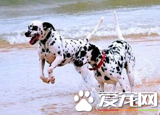 大麥町犬會亂咬人嗎 大麥町犬咬主人的情況