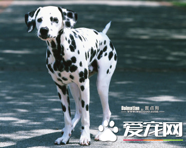 大麥町犬調皮嗎 大麥町的頑皮好動是出了名的