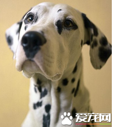 大麥町犬的原產地 大麥町犬原產地南斯拉夫