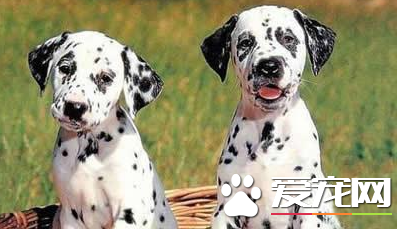大麥町犬的原產地 大麥町犬原產地南斯拉夫