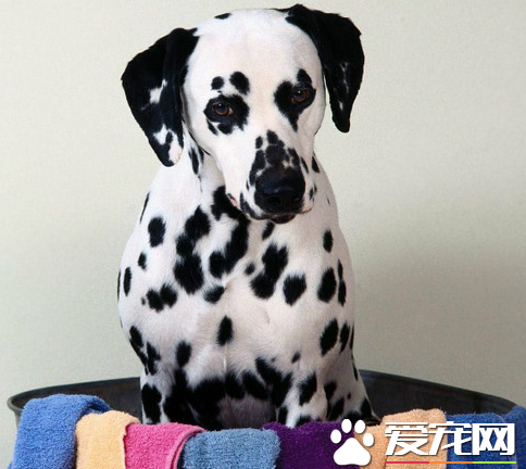 大麥町犬的缺點和優點 最主要的缺點就是掉毛