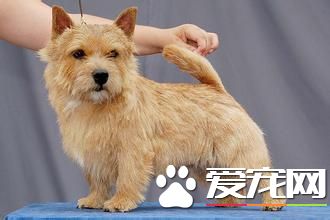 寵物狗羅福梗重量 羅福梗重量在5公斤左右