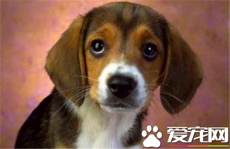 成犬比格犬體重 三個月比格犬會有多重