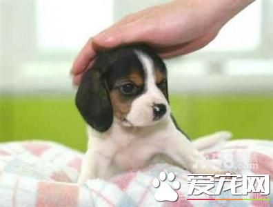 成犬比格犬體重 三個月比格犬會有多重