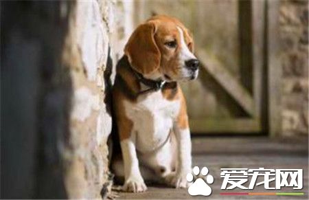 成犬比格犬體重 三個月比格犬會有多重