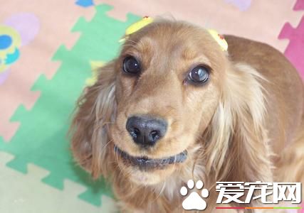 成年英國可卡犬長度 公犬高40到43厘米