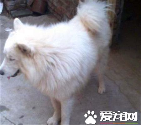 成年薩摩耶犬吃什麼 不建議給吃狗糧