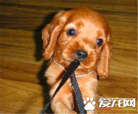 成年英國可卡犬長度 公犬高40到43厘米