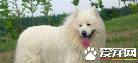 成年薩摩耶犬吃什麼 不建議給吃狗糧