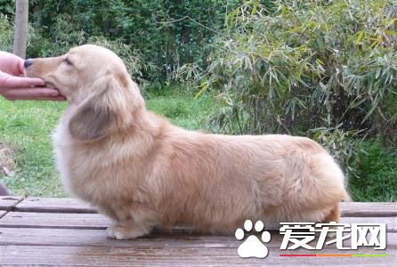 長毛臘腸犬的智商 長毛臘腸犬智商排名不太高
