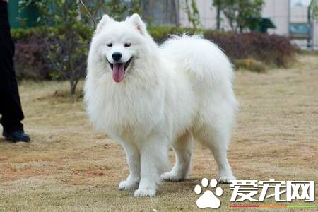 成年薩摩耶犬吃什麼 不建議給吃狗糧