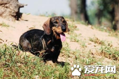 長毛臘腸犬的智商 長毛臘腸犬智商排名不太高