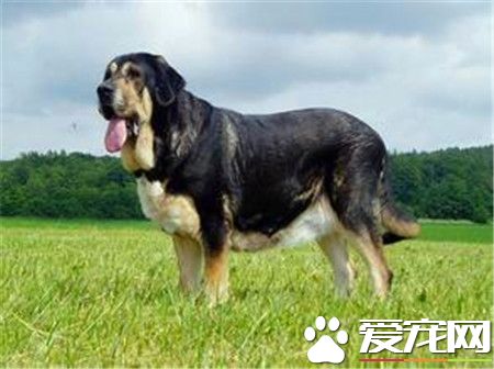 成年馬士提夫犬體重 公的體重在79到86公斤