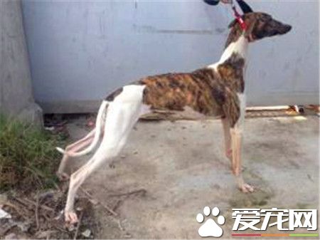 成年公靈缇多重 公靈缇體重在29到32公斤