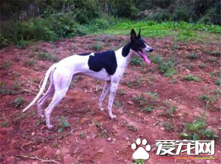 成年公靈缇多重 公靈缇體重在29到32公斤