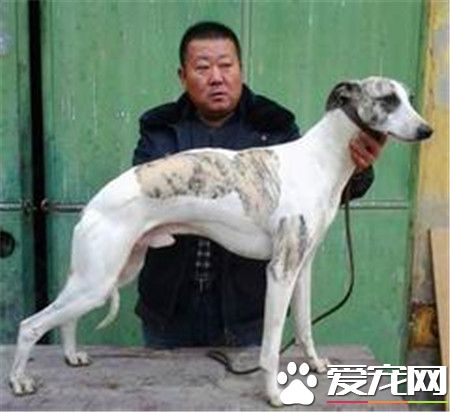 成年公靈缇多重 公靈缇體重在29到32公斤
