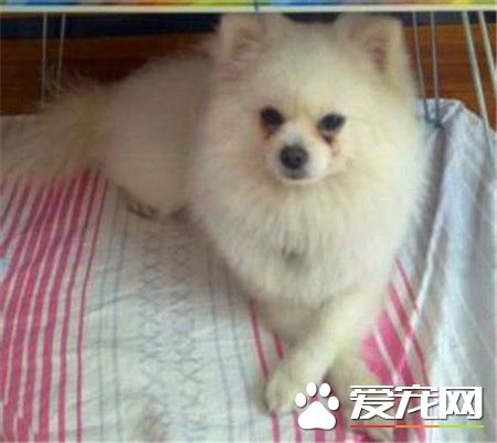 成年博美犬多重 成年博美犬重量指標