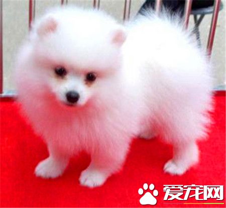 成年博美犬多重 成年博美犬重量指標