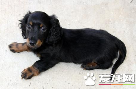 長毛臘腸犬智商高嗎 臘腸犬智商不是很高