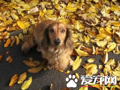 長毛臘腸犬智商高嗎 臘腸犬智商不是很高