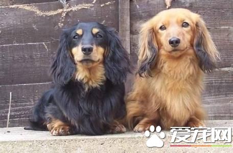長毛臘腸犬智商高嗎 臘腸犬智商不是很高