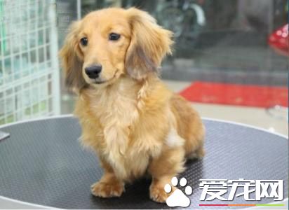 長毛臘腸犬壽命 一般壽命在14到17年